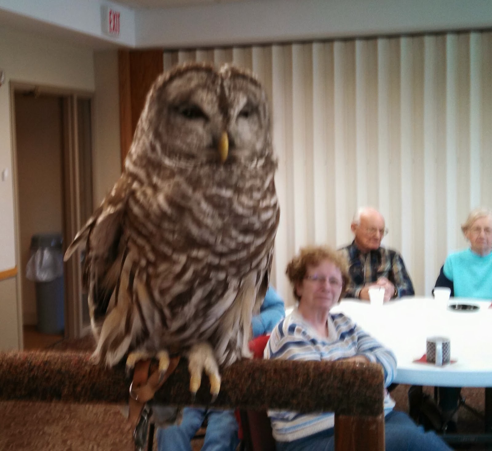 Owls of Ohio Presentation at BRC