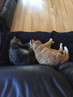 two cats sleeping on couch