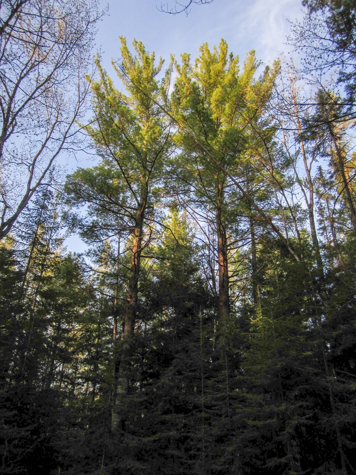 Eric's Hikes North Country Trail between Tahquamenon River and Trout