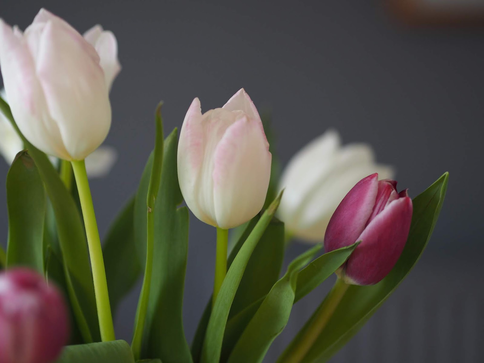 Spirea Http 1 Bp Blogspot Com Hz6f0qu6bag S8vf9u8ms5i