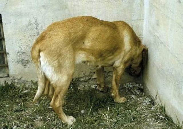 Epilepsy In Cats And Dogs Epilepsy In Cats And Dogs