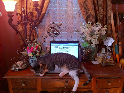 Cat on Computer - Stein Your Florist Co. Cat on Computer - Stein Your Florist Co.