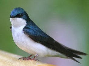 طائر السنونو أو عصفور الجنة