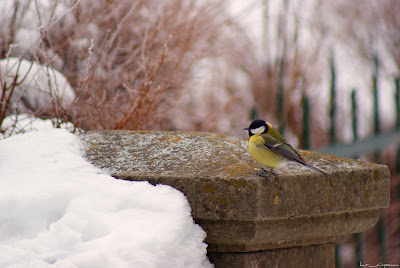 pitigoimareparusmajorchaffinch