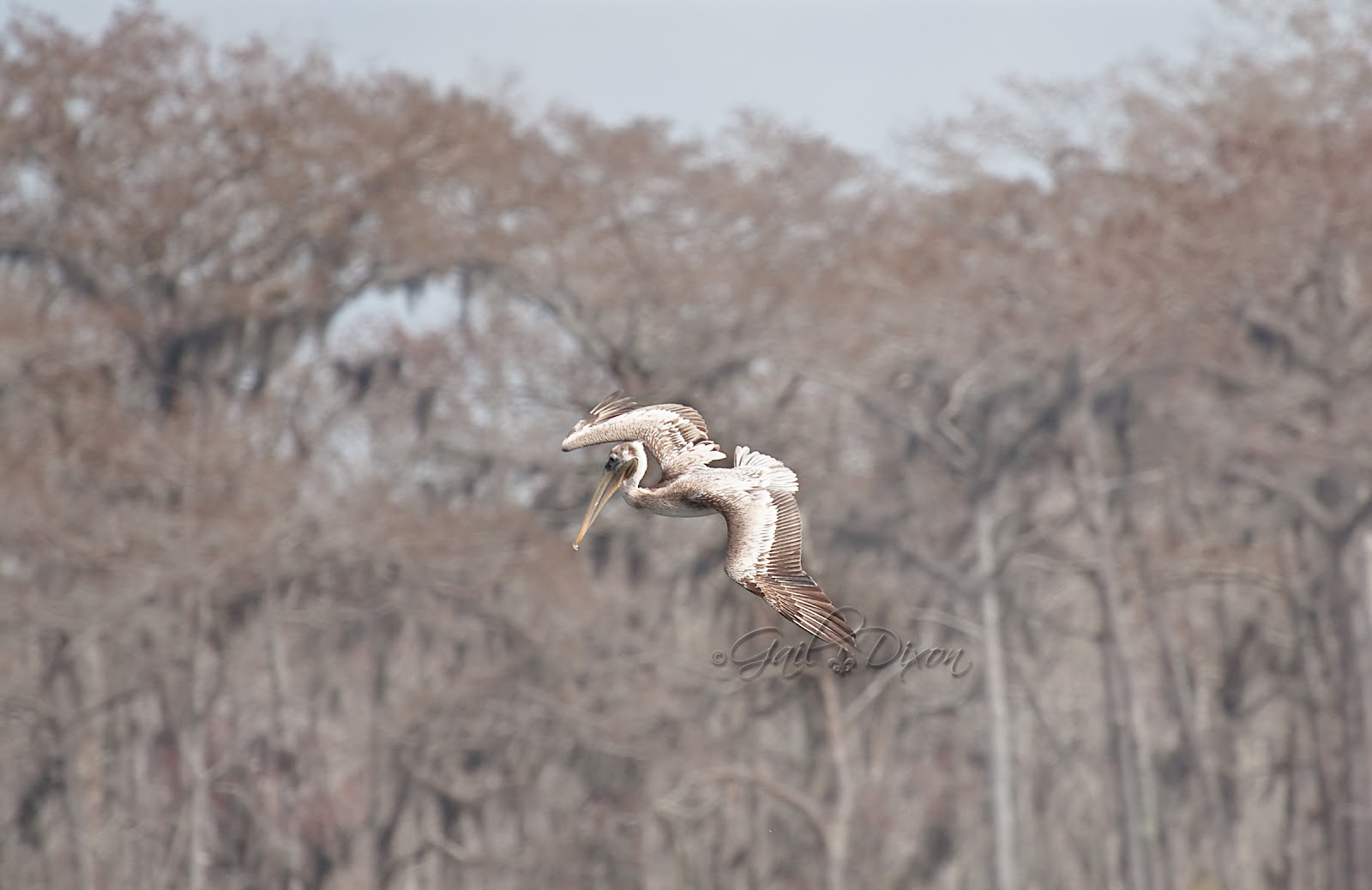 Louisiana Belle: Brown Pelican Facts