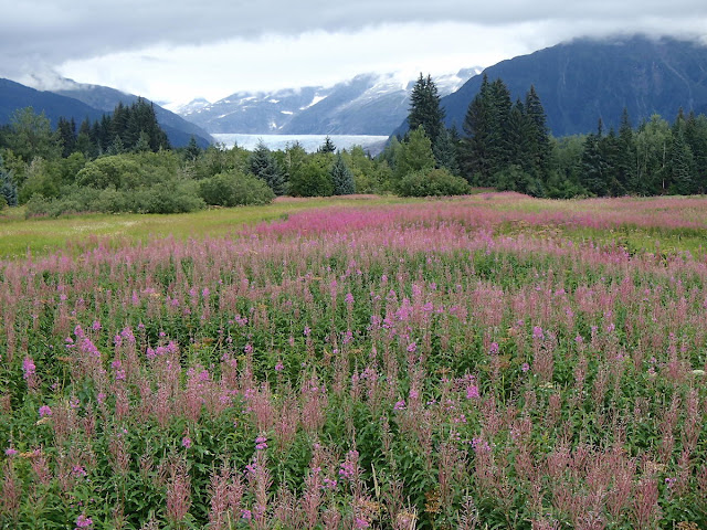 Fireweed and Mendenhall Glacier