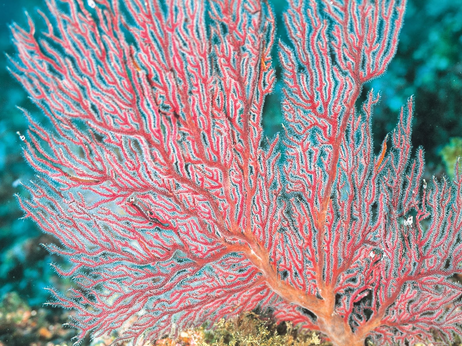 El coral. Gorgonian коралл. Красный коралл Кишечнополостные. Коралл шестилучевые кораллы. Риф коралловый 54546.