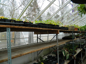Sunnybrook Volunteer Association greenhouse shelves by garden muses-not another Toronto gardening blog
