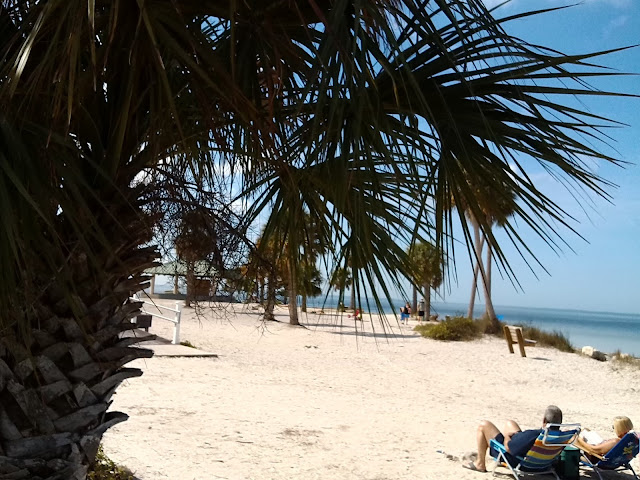 Sandy Beach with Palm Tree Image for Download. (Florida)