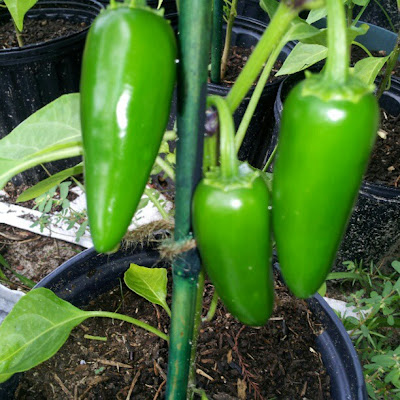 Organic Jalapenos