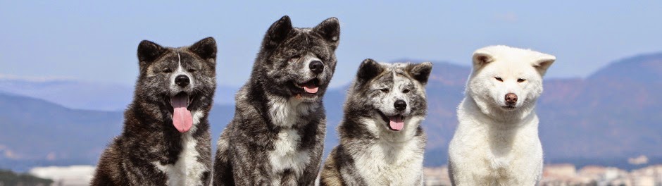 AKITA INU LOVERS IN VIETNAM