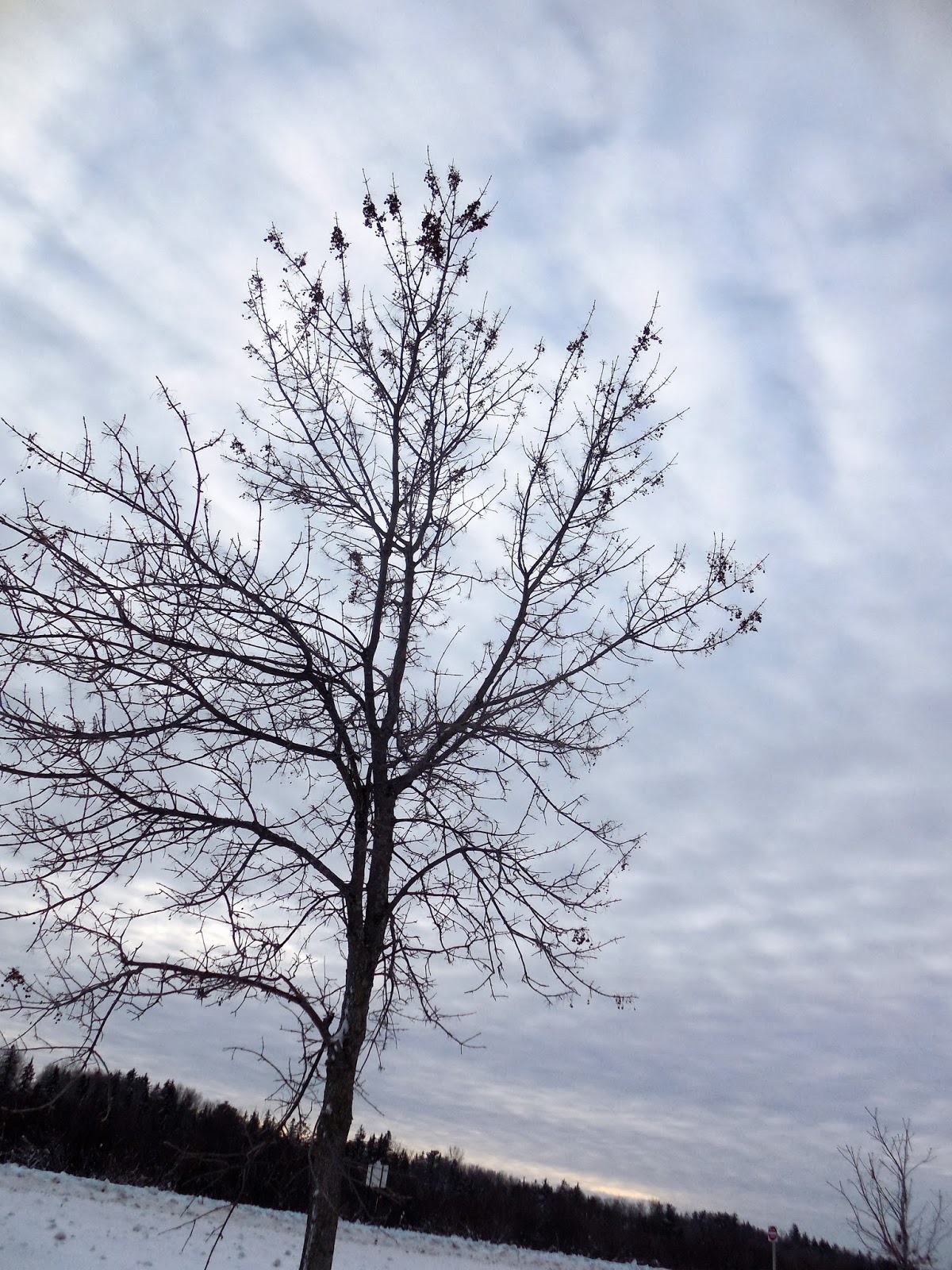 Art's Bayfield Almanac IDENTIFYING ASH TREES IN WINTER
