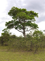 Saladillo blanco tree