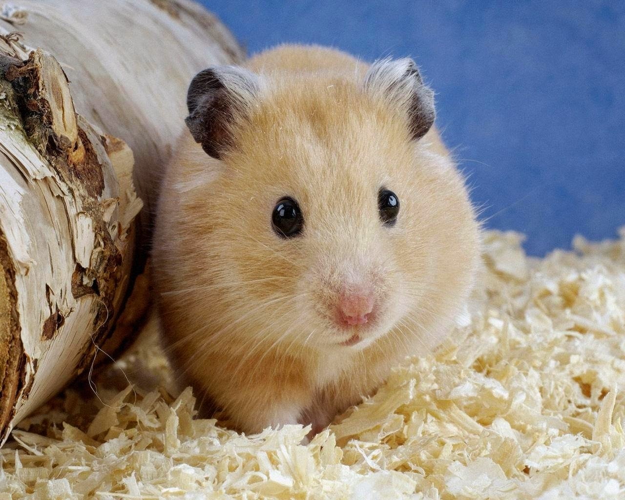 Ratón wallpapers