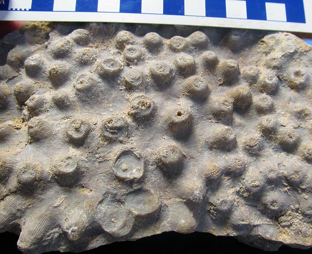 Louisville Fossils and Beyond Surface Detail of Arachnophyllum