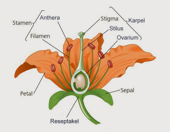 Sebutkan bagian fertil yang menyusun bunga
