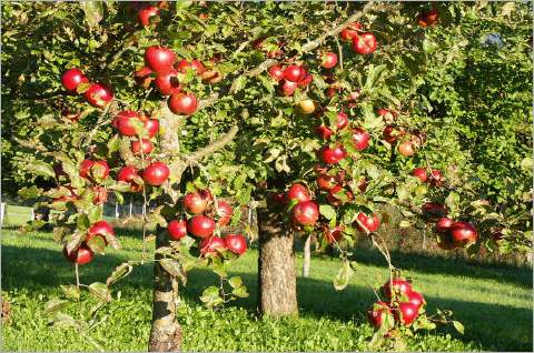 LebensmittelKrieg Alte Gene für neue Äpfel