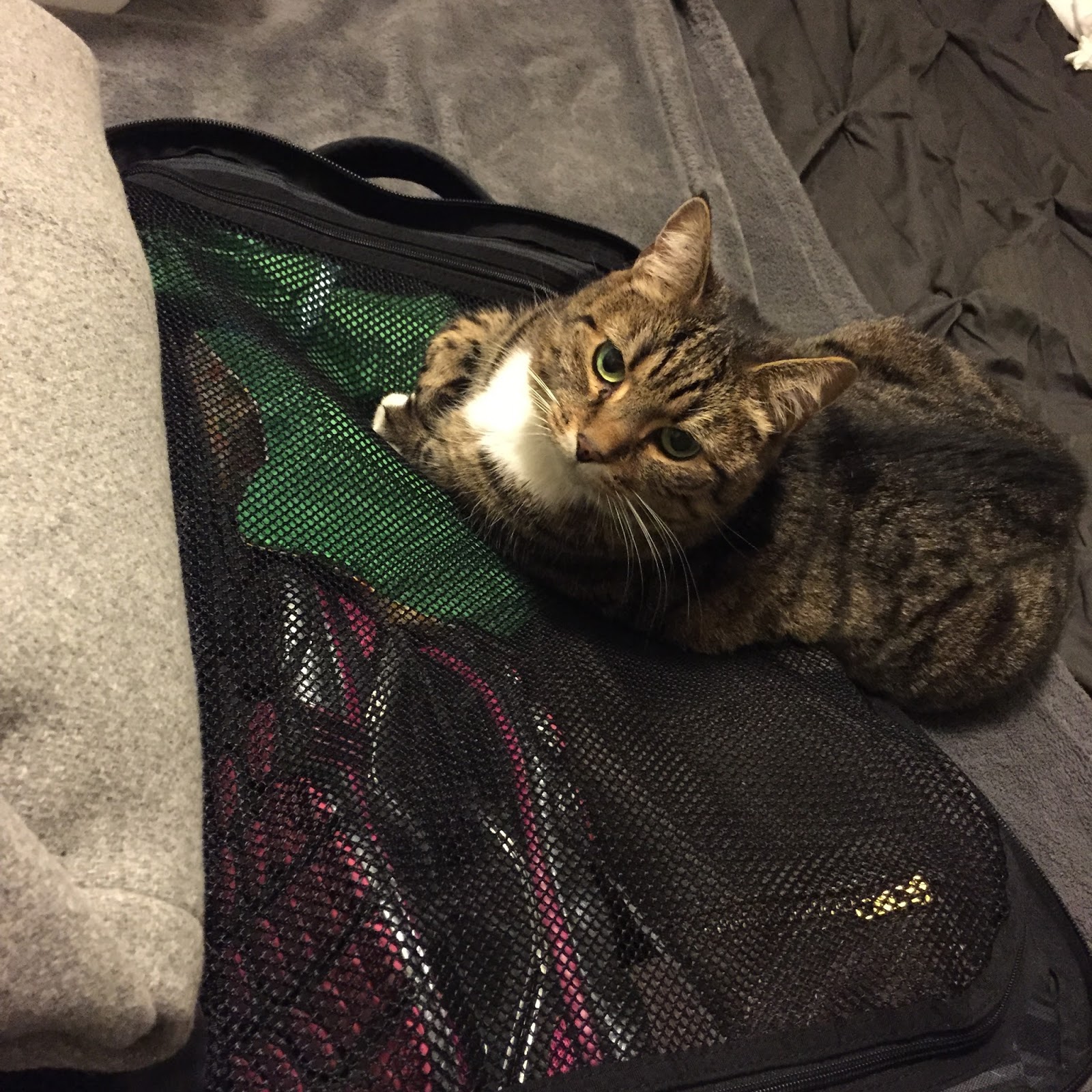 impossible jen traveling with my cat