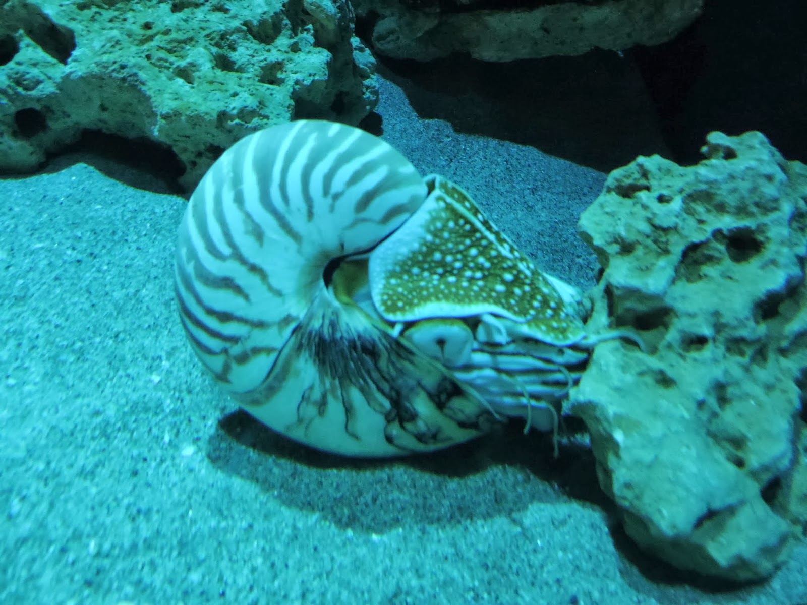 かめきちの水族館ブログ