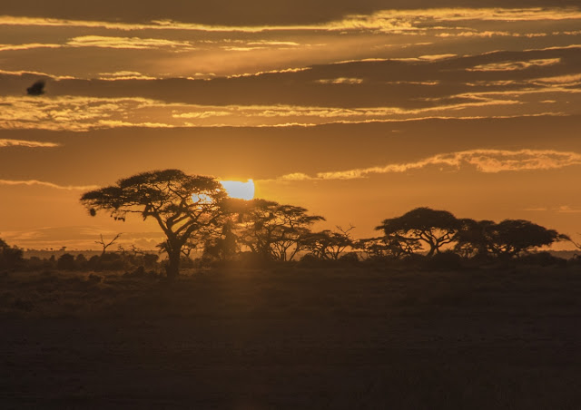 Sonnenaufgang Masai Mara, Kenia