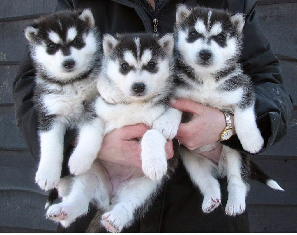 Adorable Husky Puppies Fun Animals Wiki, Videos, Pictures, Stories