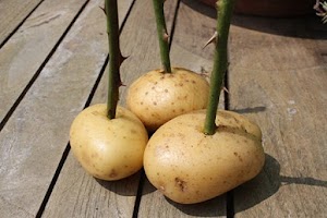 Il met une rose dans une pomme de terre et la plante. Une semaine plus tard, le résultat est incroyable