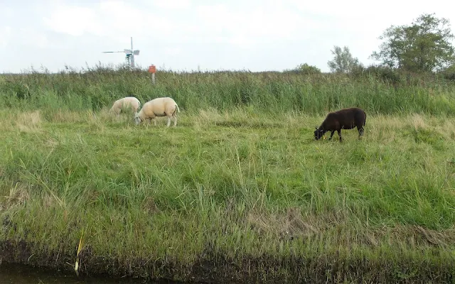 Twee witte en één bruin schaap in het weiland