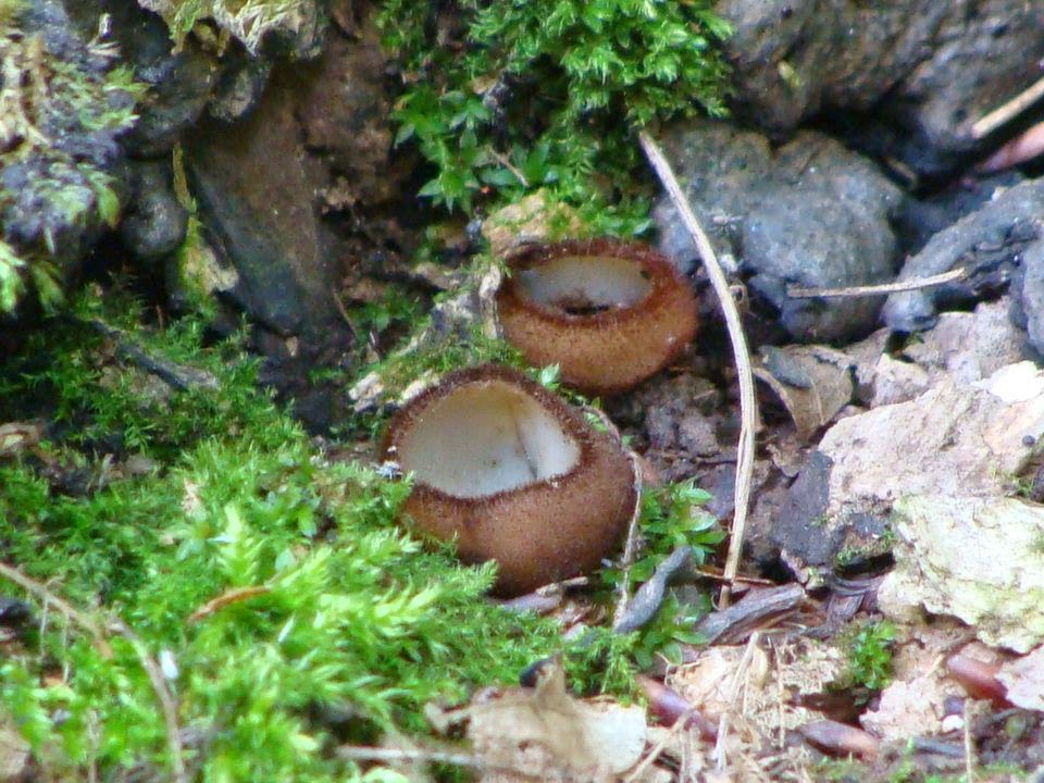 Humaria hemisphaerica DSC42241