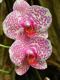 Centennial Park Conservatory moth orchid  tropical house by garden muses-not another Toronto gardening blog