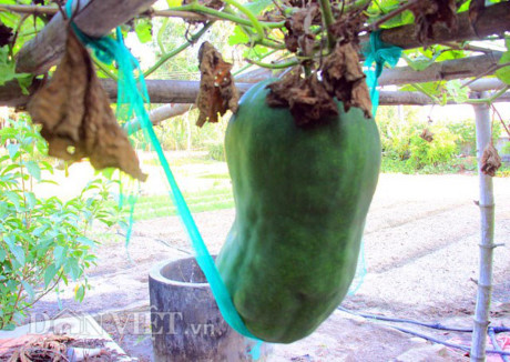 Kinh ngac tram trai bi dao khong lo nua ta luc liu tren gian - Anh 5