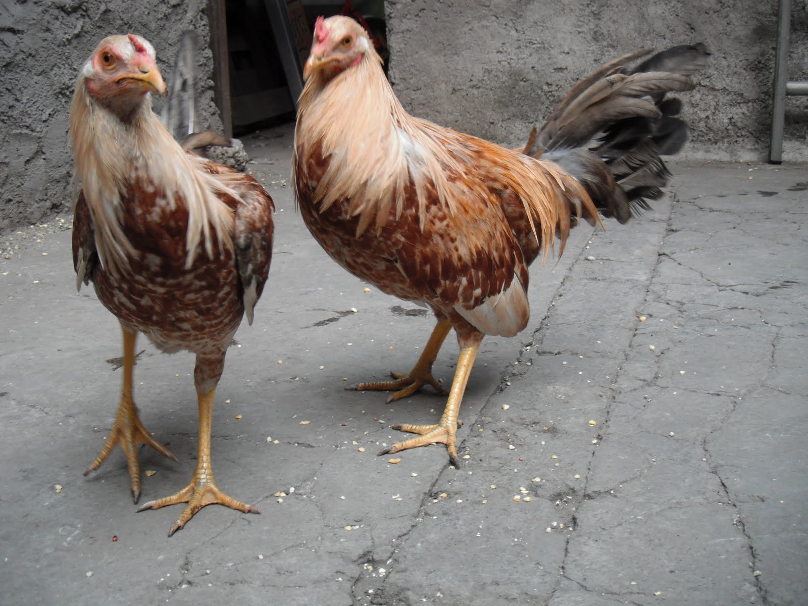 JI GALLOS FROST PUNKIN O PUMPKIN "CALABAZO"