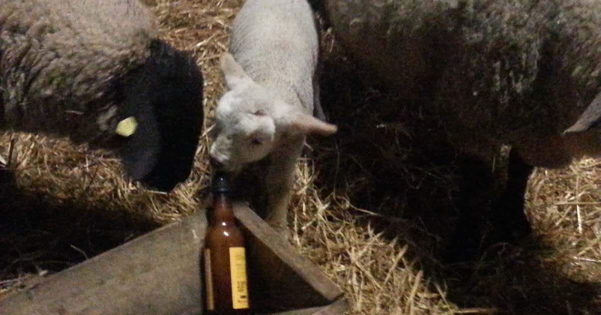 raising-orphan-and-bottle-fed-lambs
