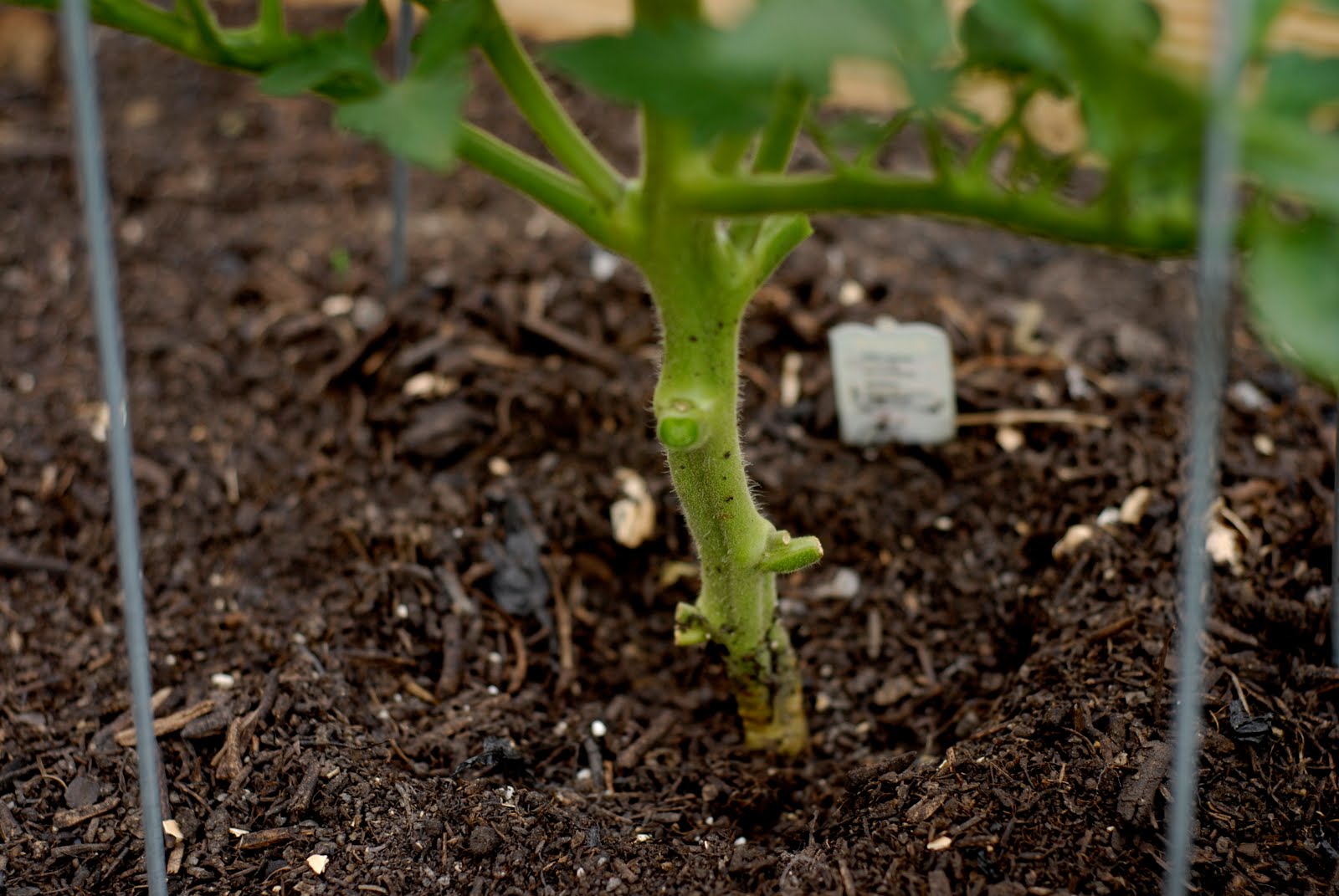 tend pruning tomatoes