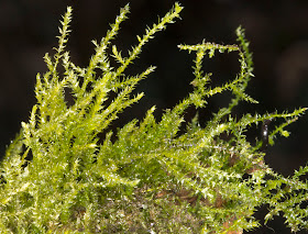 Kindbergia praelonga (ex. Eurhynchium praelongum).  Nashenden Down Nature Reserve, 14 April 2012.