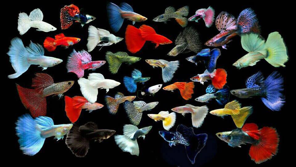 Perawatan Agar Guppy Cepat Besar Dan Berkualitas Sale Guppy Fish Indonesia Perawatan Agar Guppy Cepat Besar Dan Berkualitas Sale Guppy Fish Indonesia