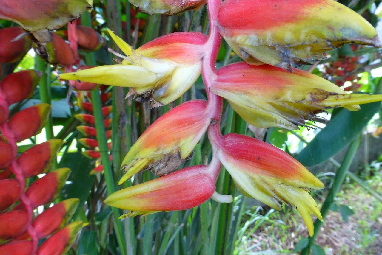 SinhCity Flowers of Laos