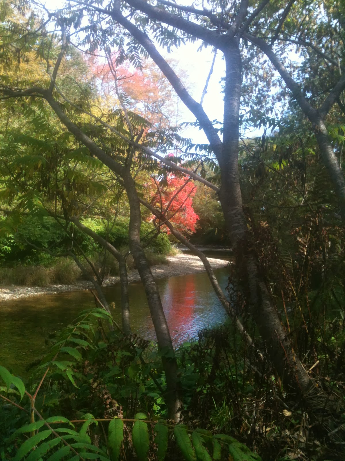 Cavendish VT Blog Greven Park TrailA Hike With Many Views