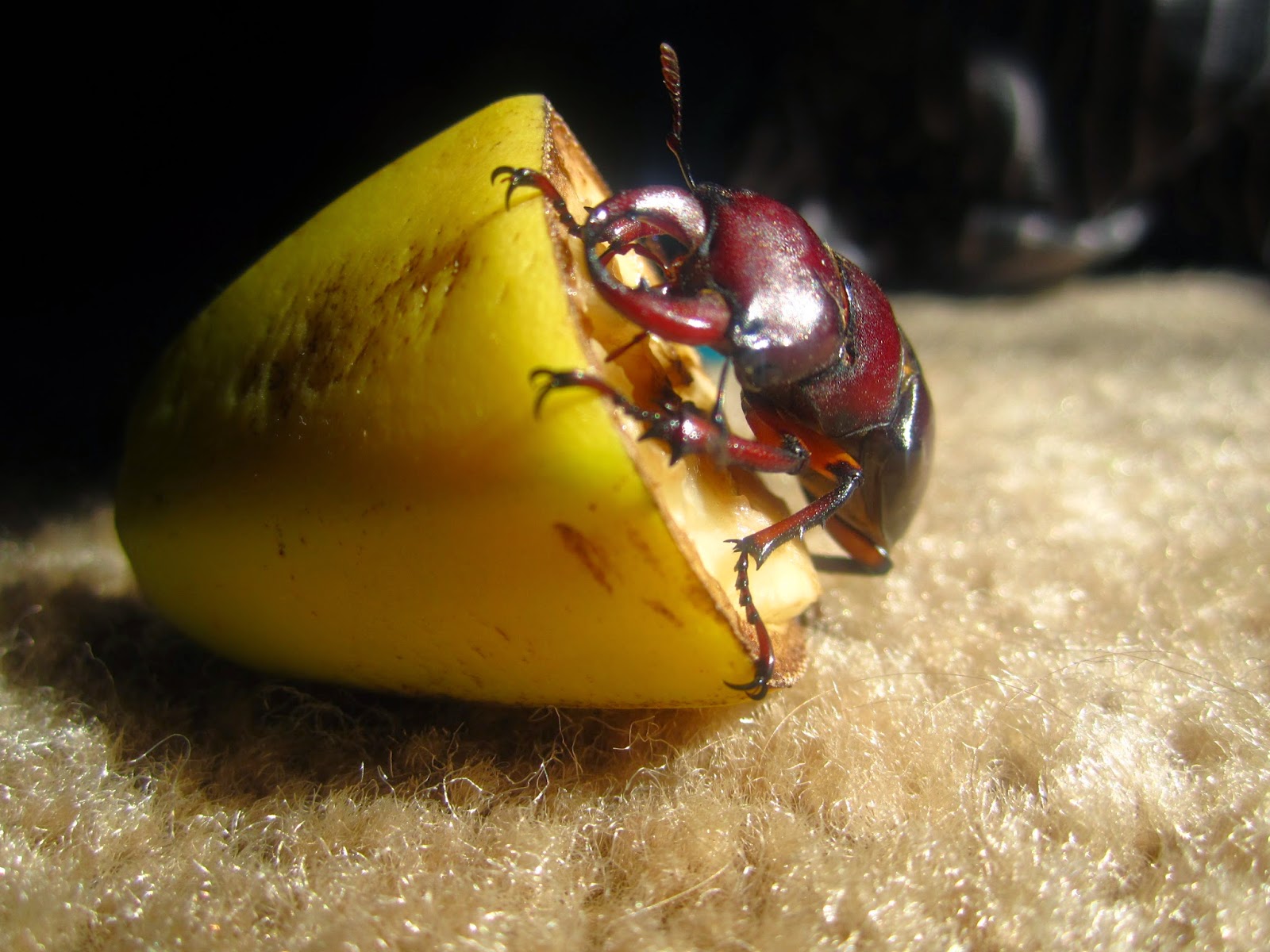 The Insect World Pet Stag Beetle