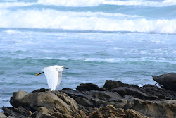 birds flying backwards bird against