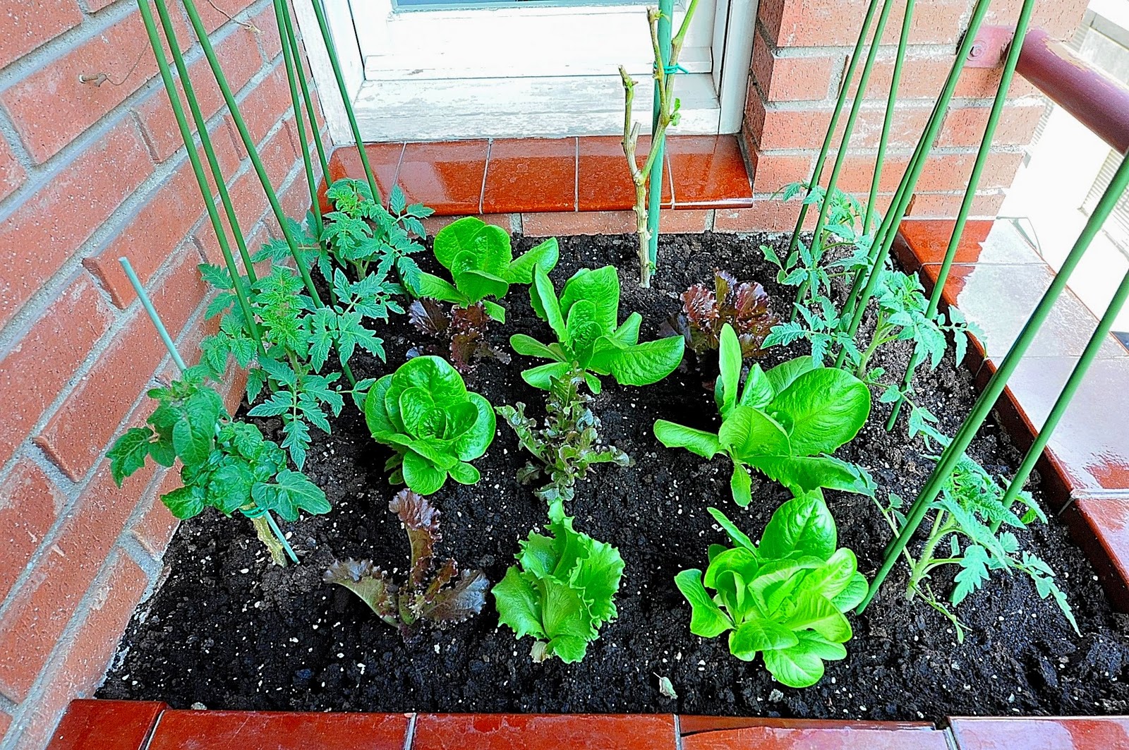 Mis Hobbies: Mi huerto en casa