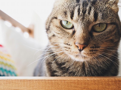 目つきの悪いキジトラ猫
