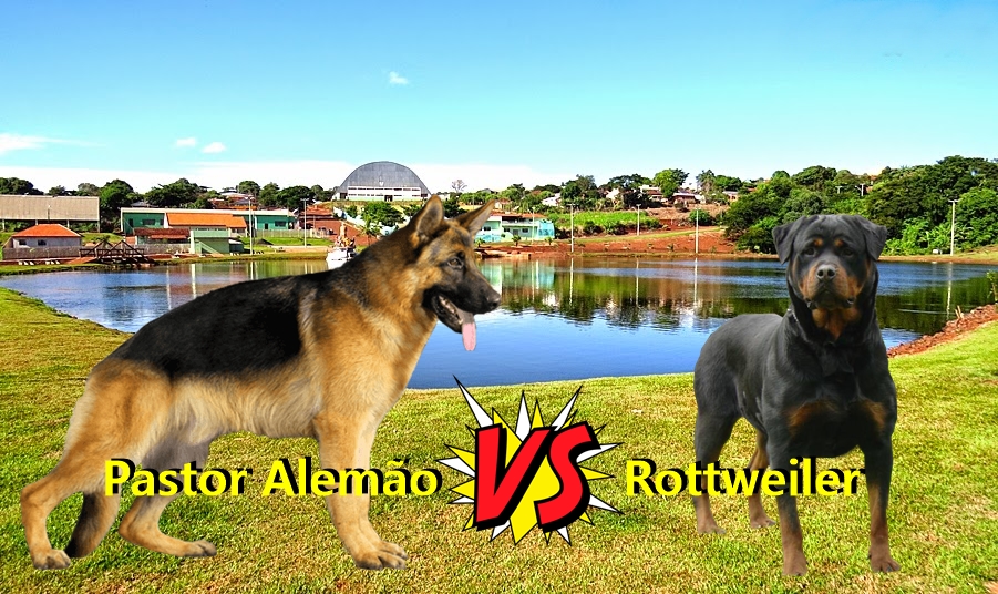 Pastor alemão x rottweiler Clearance