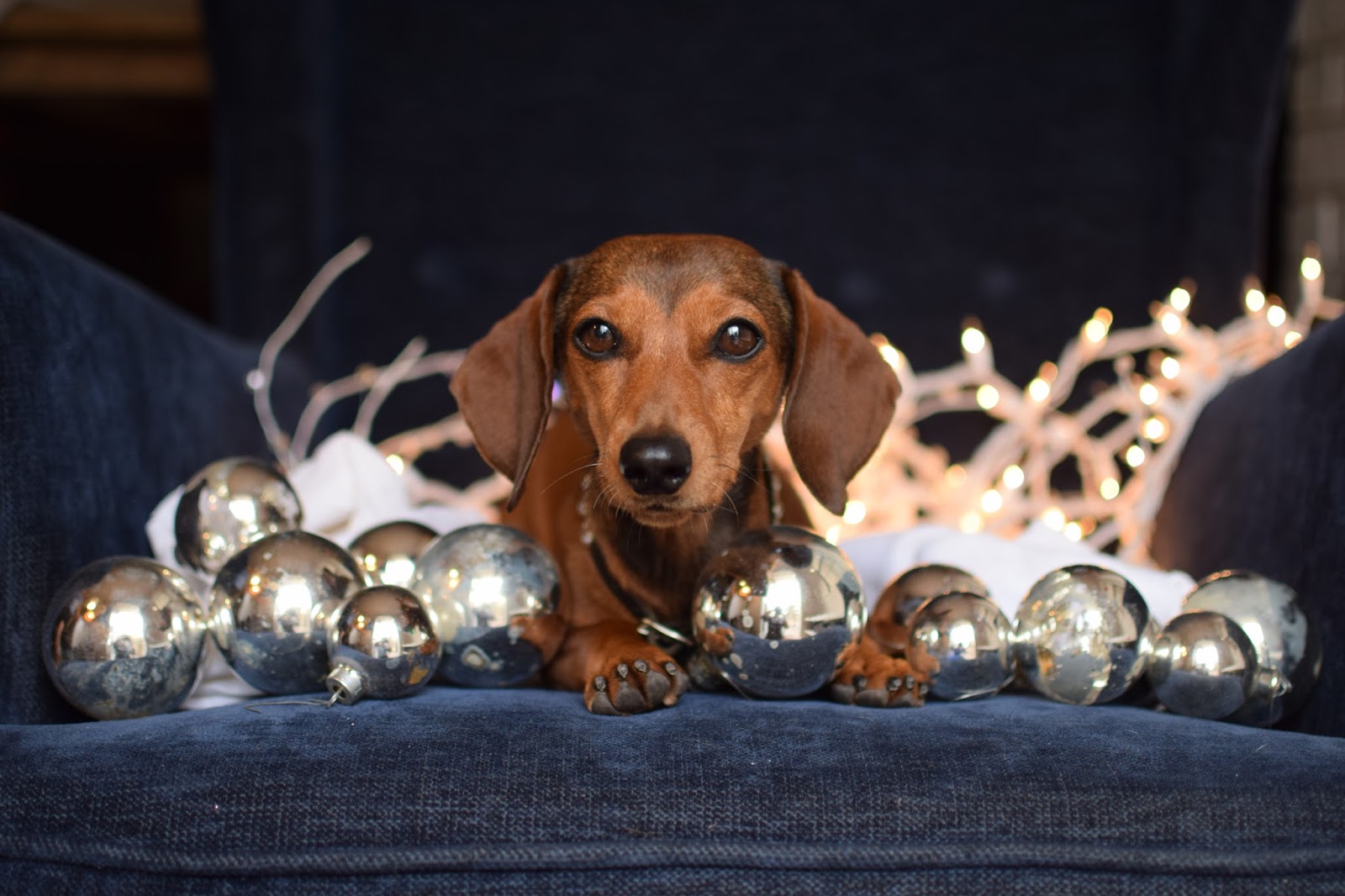 Dachshund nola christmas dachshund part 2