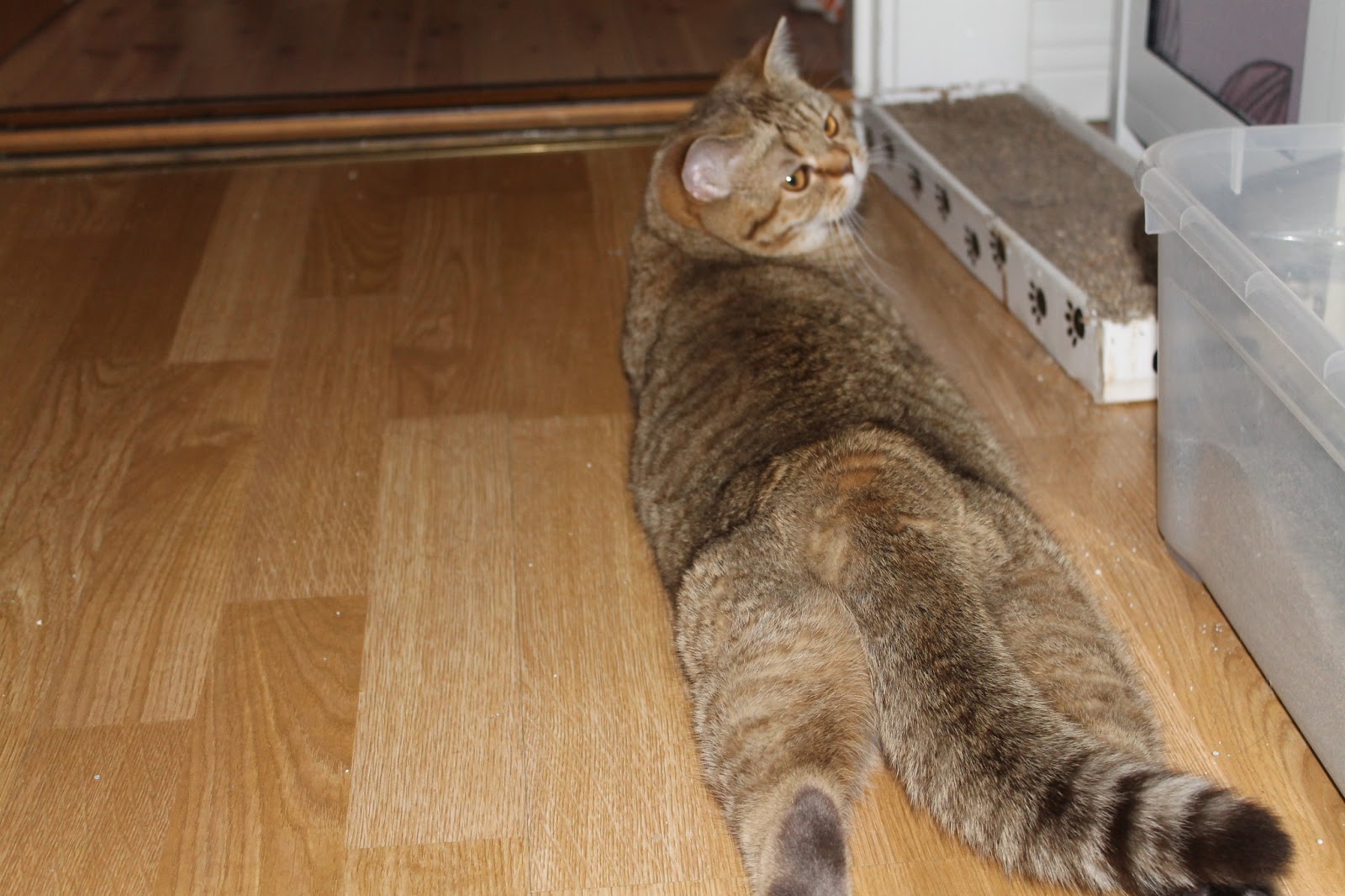 Katt klatt main image 1