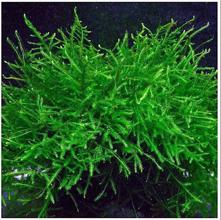 Tanaman Aquascape Mudah Tumbuh Tanpa Inject CO2 Tanaman Aquascape Mudah Tumbuh Tanpa Inject CO2