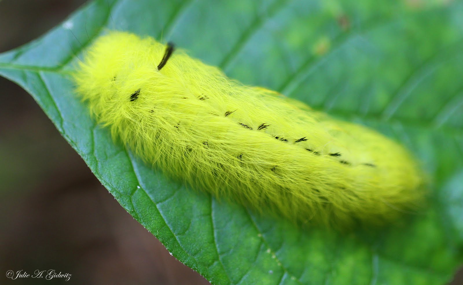 Nature's Splendor Countryside Wonders