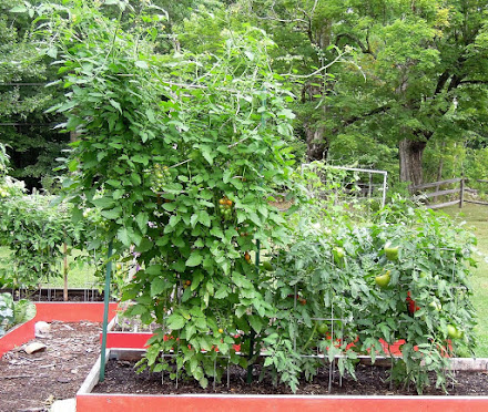 Indeterminate Tomato (left) and Determinate Tomatoes (right)