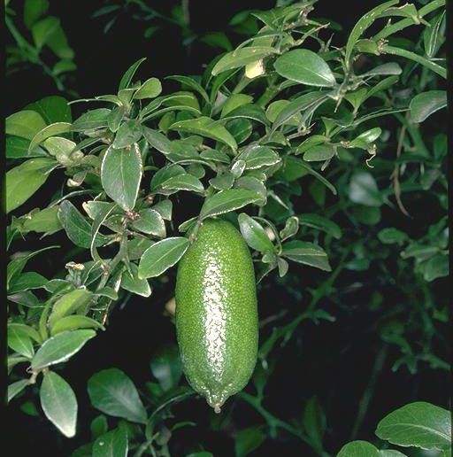 garden at heart Plant Profiles The Caviar Lime