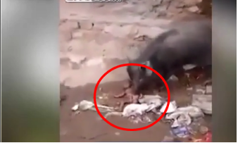 Astagfirullah, Siapa yang Tega Membuang Bayinya Hingga Menjadi Rebutan Babi Astagfirullah, Siapa yang Tega Membuang Bayinya Hingga Menjadi Rebutan Babi