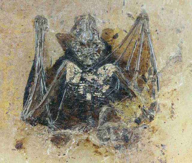 Giant Extinct Burrowing Bat Discovered in New Zealand